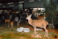 2003diorama